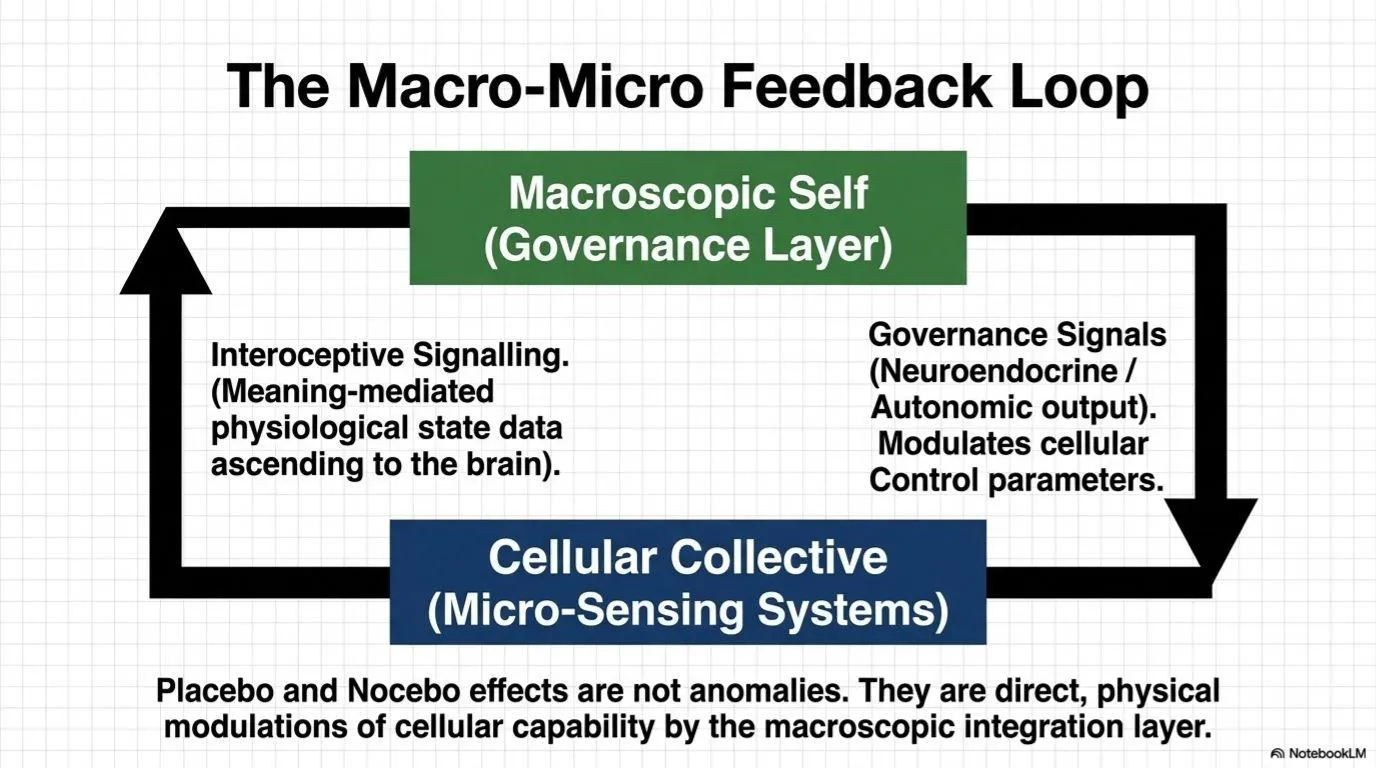 The macro-micro governance loop linking organism-level cognition with cellular regulatory systems.