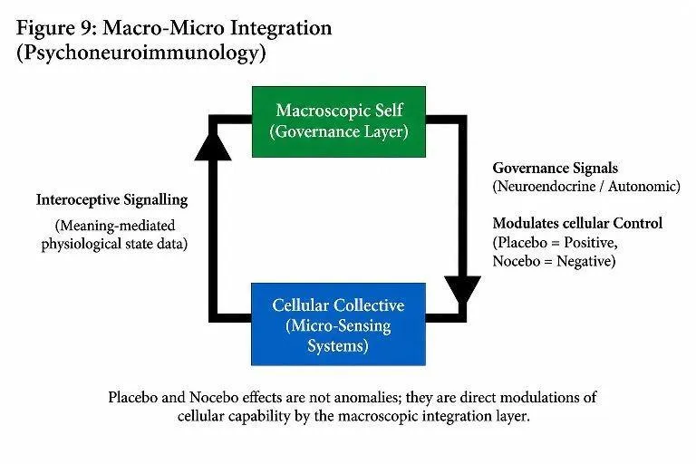 Macro-micro integration in biological systems.